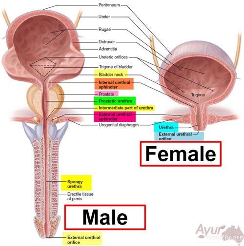 ayurvedic-treatment-for-urethritis-ayur-healthcare