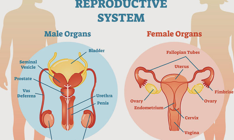 Reproductive-Health