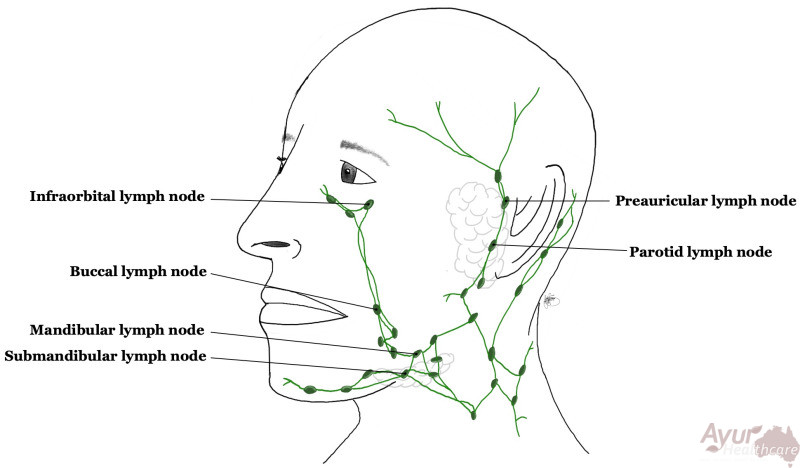 Ayurvedic Lymphatic Facial Massage